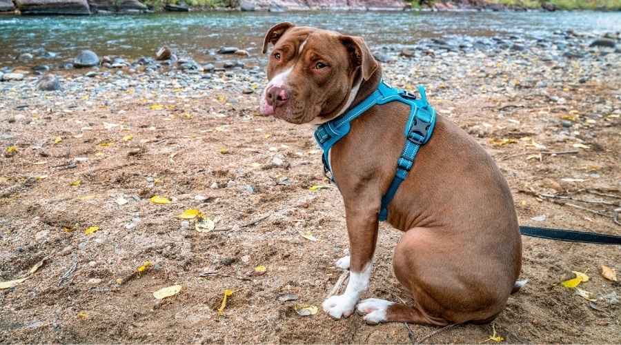 The ideal resource to manipulate your dog whilst jogging-dog harness post thumbnail image