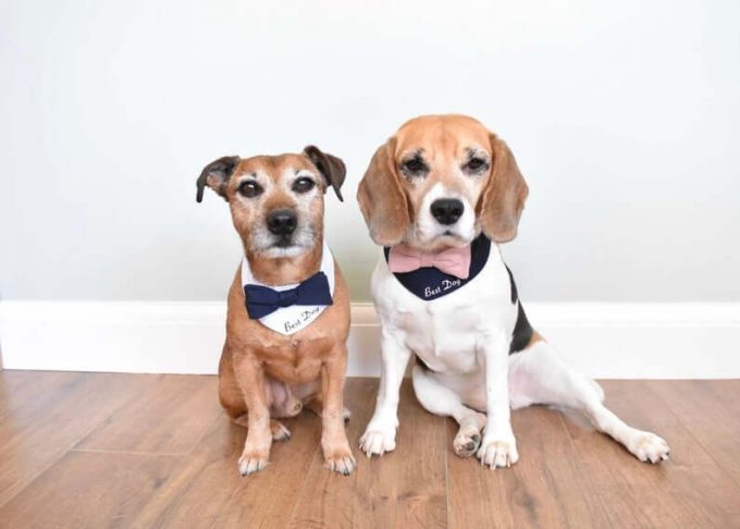 Select the right Wedding party Outfit for your personal Dog post thumbnail image