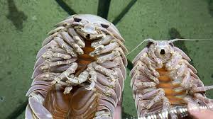 Isopods: The Unsung Heroes of Marine Ecosystems post thumbnail image